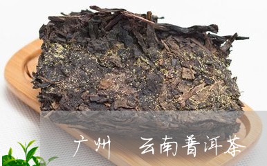 广州 云南普洱茶/2023041017371